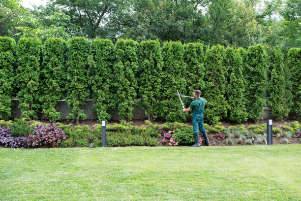 Best Lawn Renovation and Restoration  in Fairmount, TN